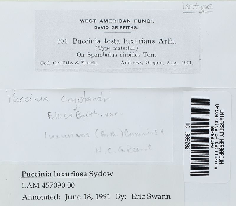 Puccinia tosta var. luxurians image