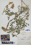 Uromyces lupini image