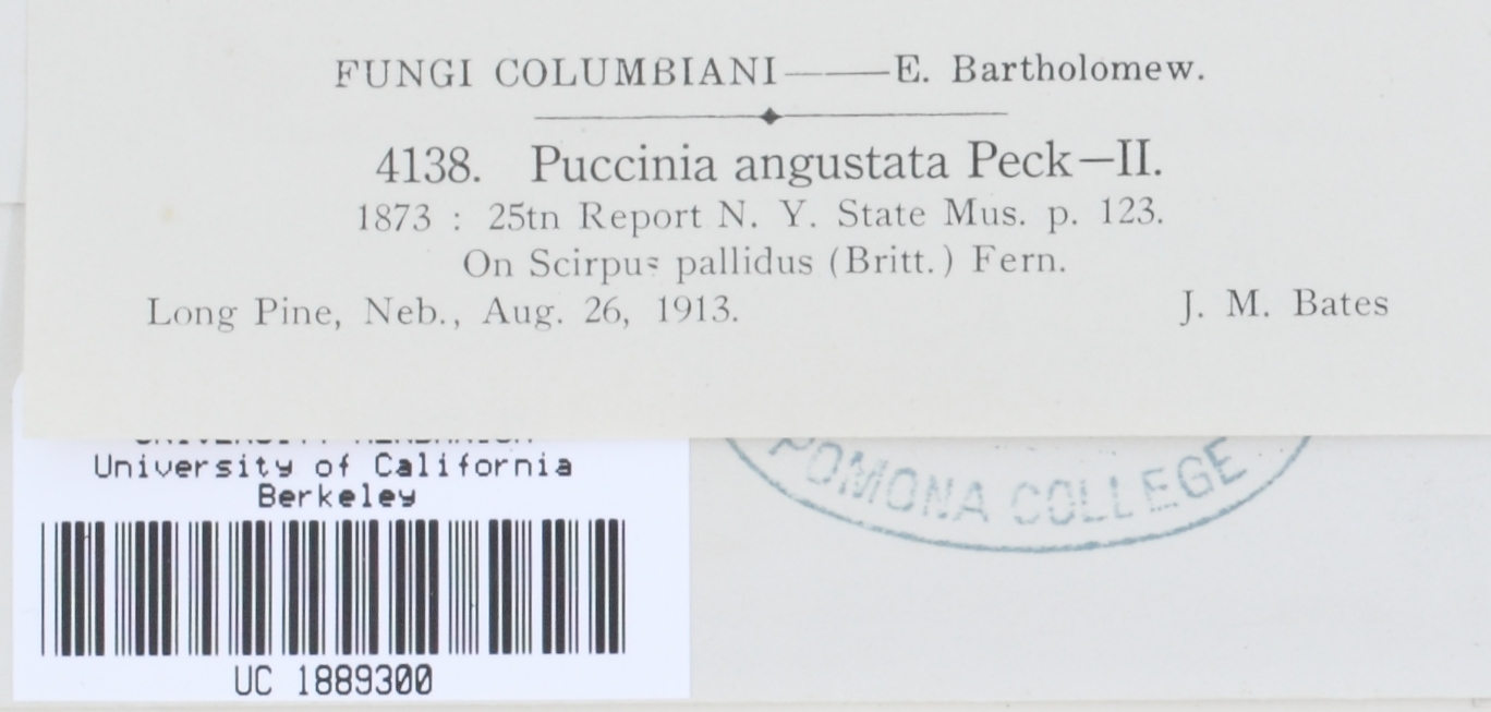 Puccinia angustata image