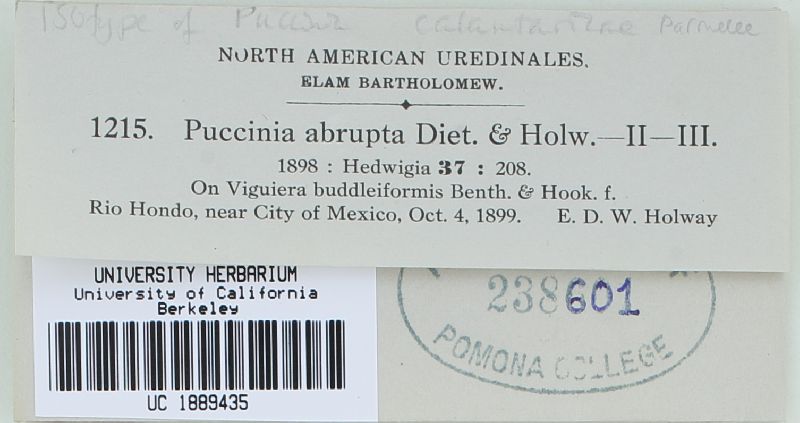 Puccinia calanticariae image