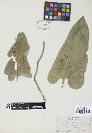 Puccinia balsamorrhizae image