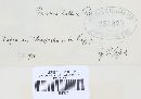 Puccinia angelicae image