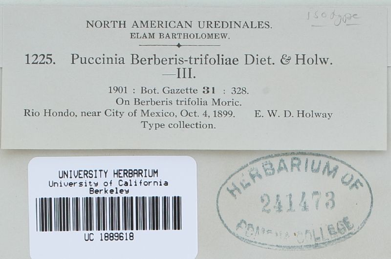 Puccinia berberidis-trifoliae image