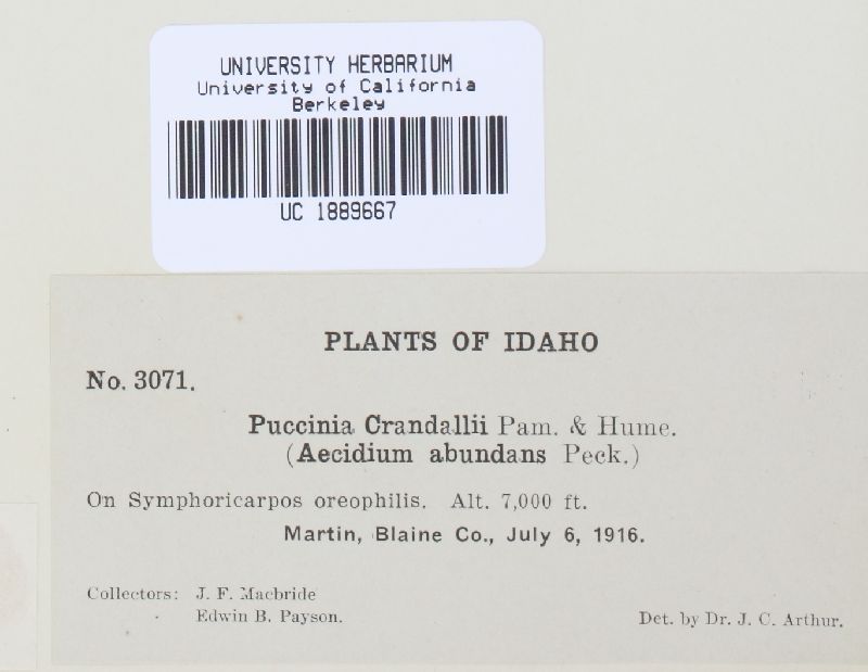 Puccinia crandallii image