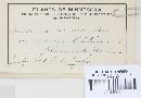 Puccinia circaeae image