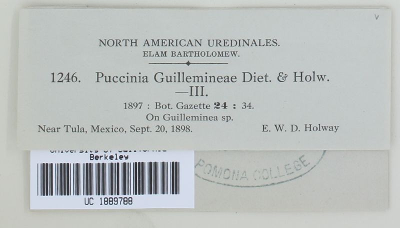 Puccinia guillemineae image