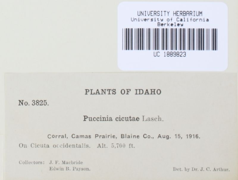 Puccinia cicutae image