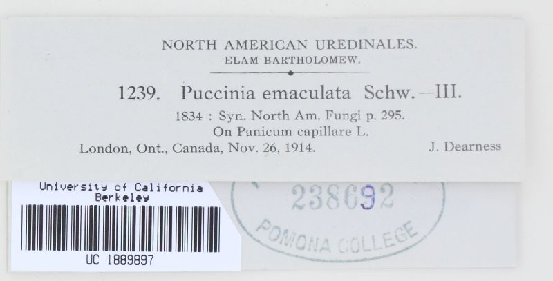 Puccinia emaculata image