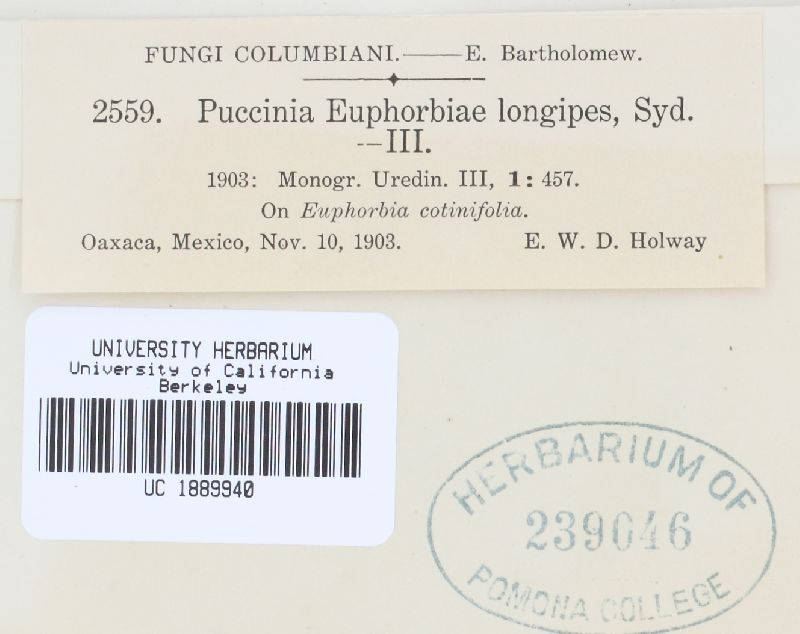 Puccinia euphorbiae image