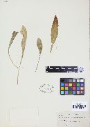 Puccinia dioicae var. extensicola image