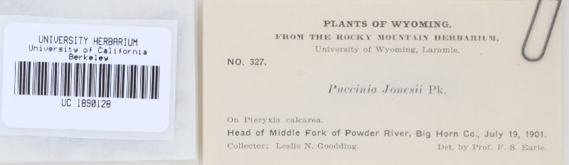 Puccinia jonesii image