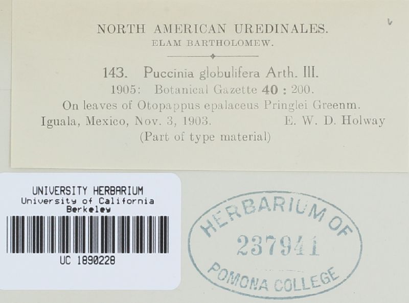 Puccinia globulifera image