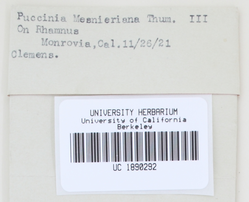 Puccinia mesnieriana image