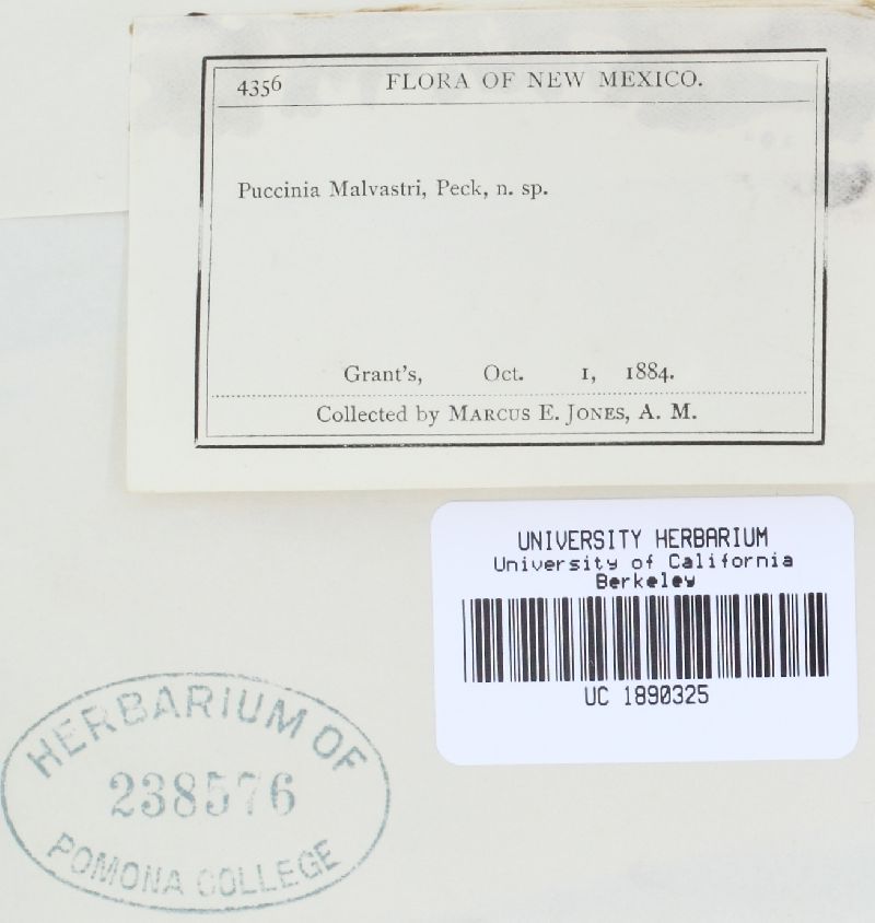 Puccinia malvastri image