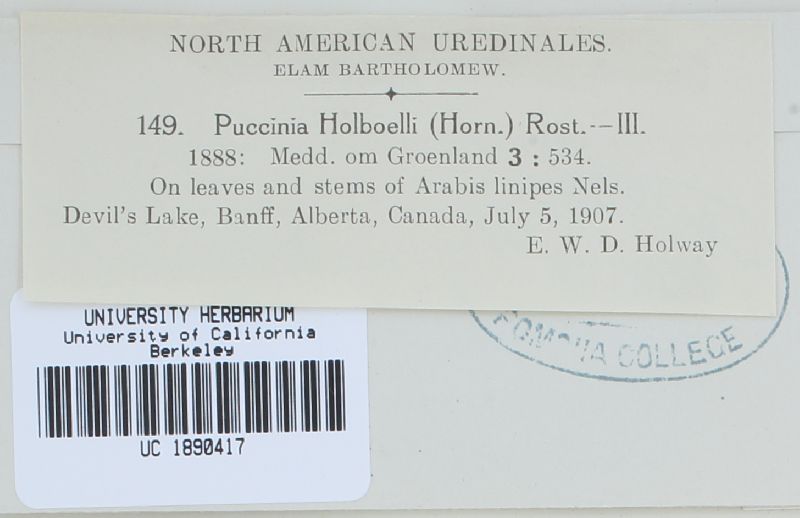 Puccinia thlaspeos image