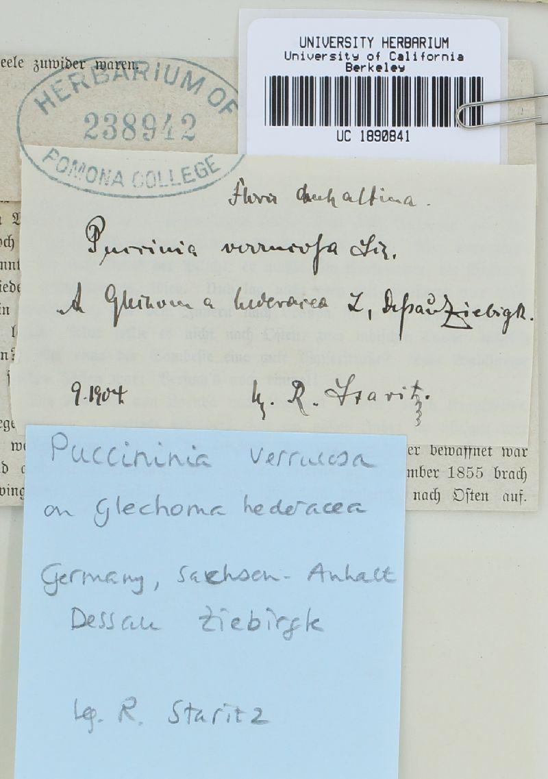 Puccinia arenariae image