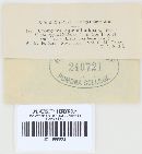 Uromyces appendiculatus image