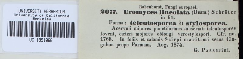 Uromyces lineolatus image