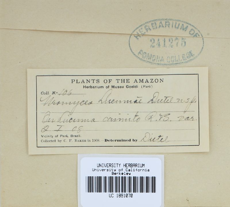 Maravalia lucumae image