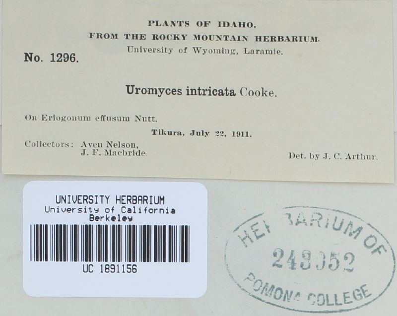 Uromyces intricatus image