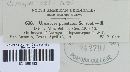 Uromyces pisi-sativi image