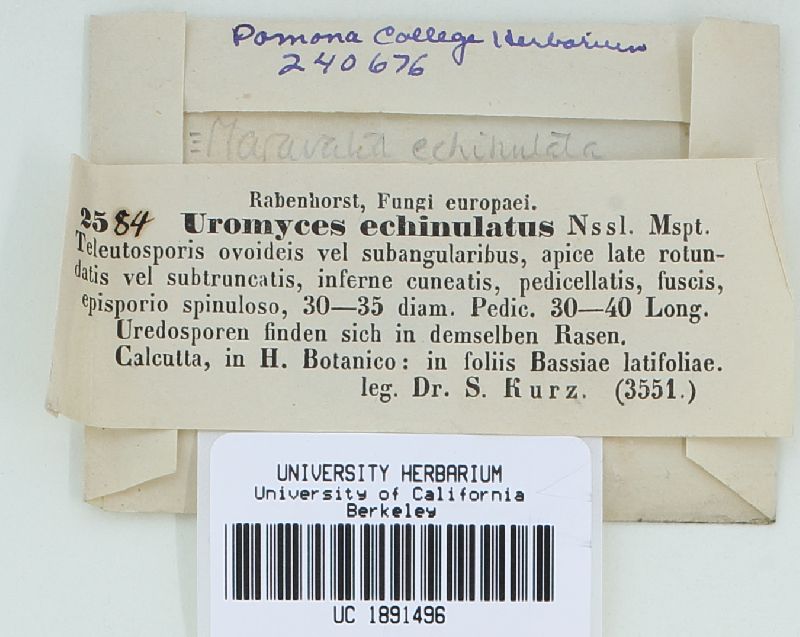 Maravalia echinulata image