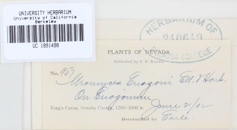 Uromyces eriogoni image