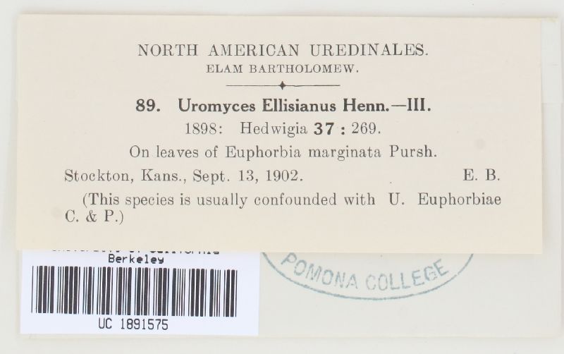 Uromyces ellisianus image