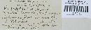 Guepinia helvelloides image