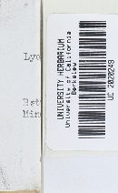 Lyophyllum decastes image