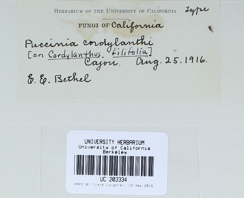 Puccinia cordylanthi image