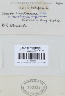 Uredo nicotianae image