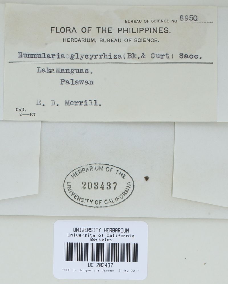 Nummularia glycyrrhiza image