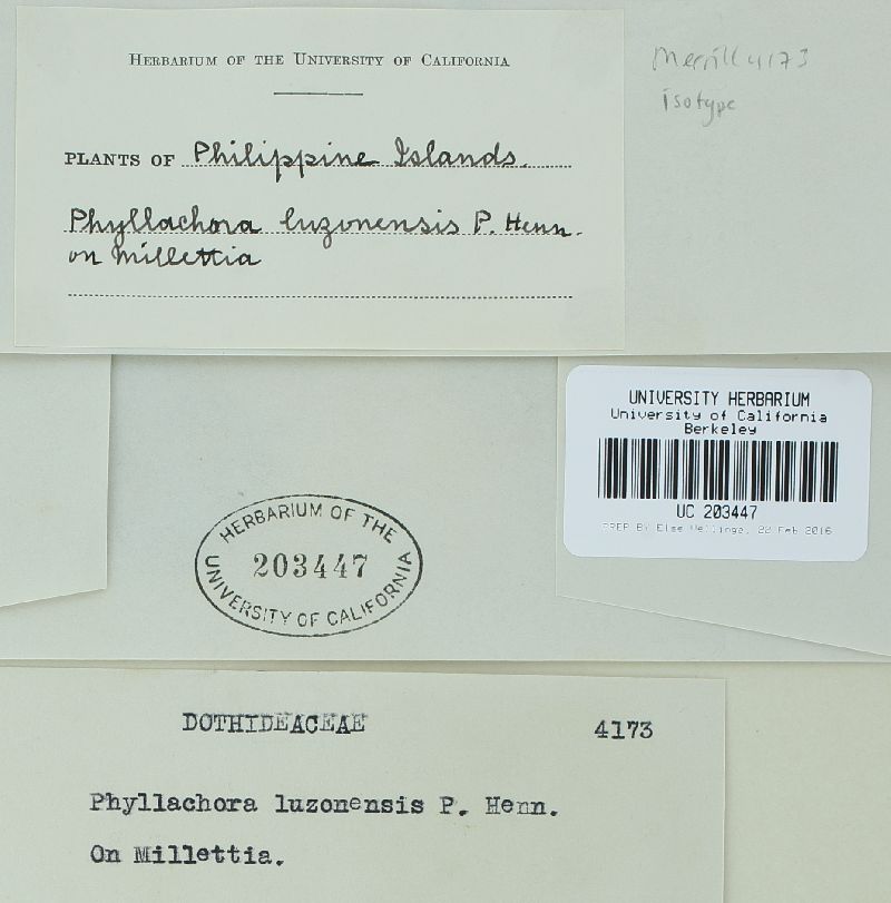 Phyllachora luzonensis image