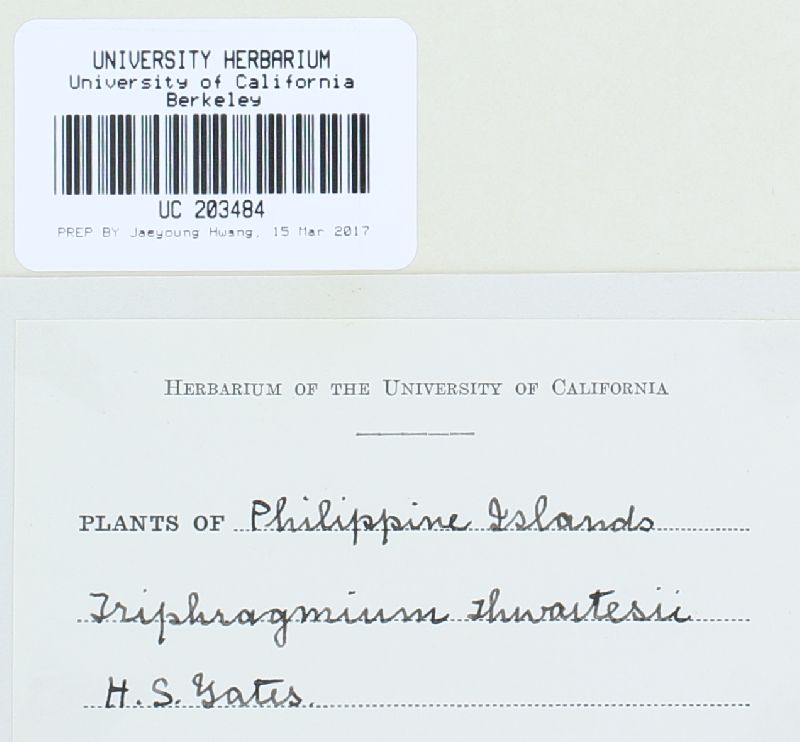 Nyssopsora thwaitesii image