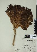 Lentinus lagunensis image