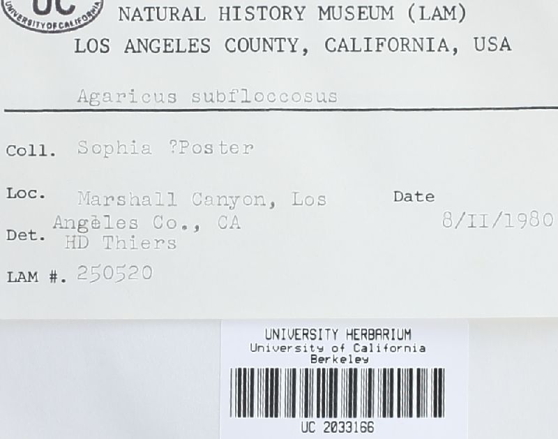 Agaricus subfloccosus image