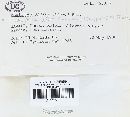 Phellinus gilvus image