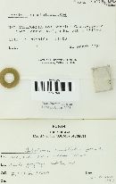 Hebeloma crustuliniforme image