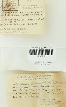 Pseudochaete tabacina image