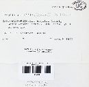 Crepidotus mollis image