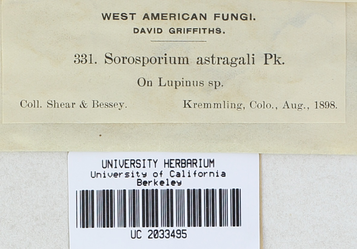 Sorosporium astragali image