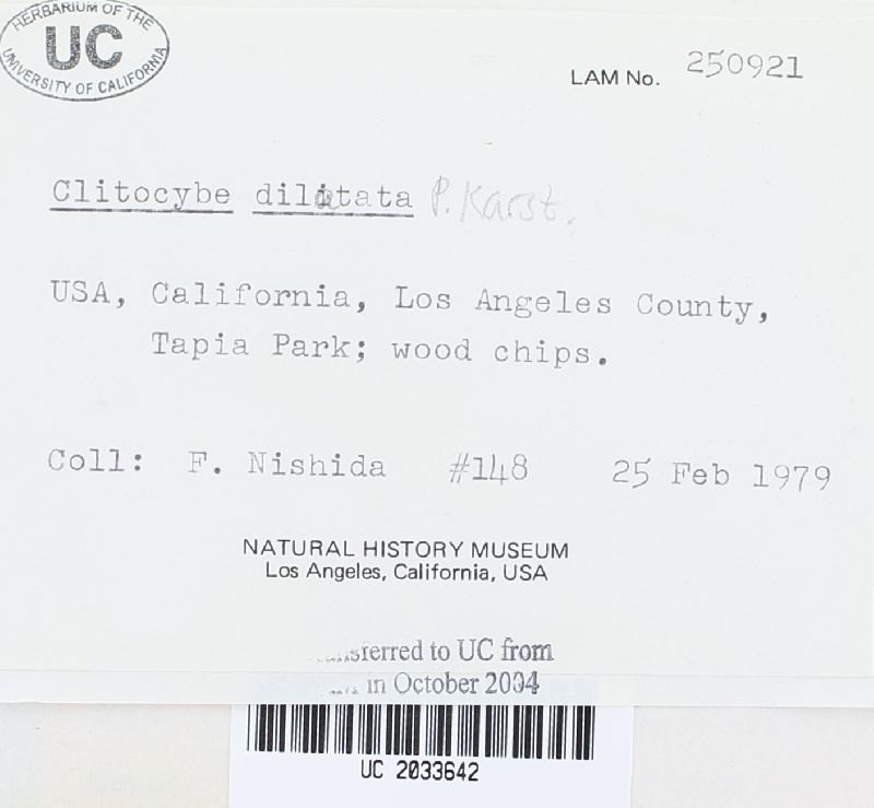 Clitocybe dilatata image