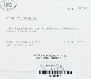 Clitocybe fragrans image