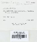 Coprinopsis picacea image