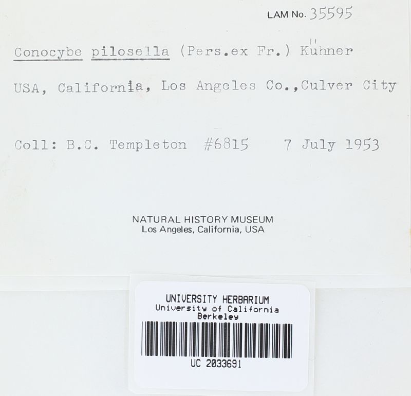 Conocybe pilosella image