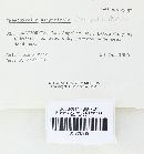 Psathyrella uliginicola image