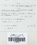 Psilocybe pleurocystidiosa image