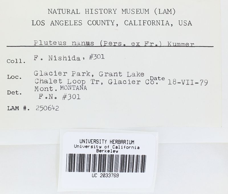 Pluteus nanus image
