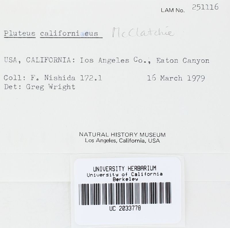 Pluteus californicus image